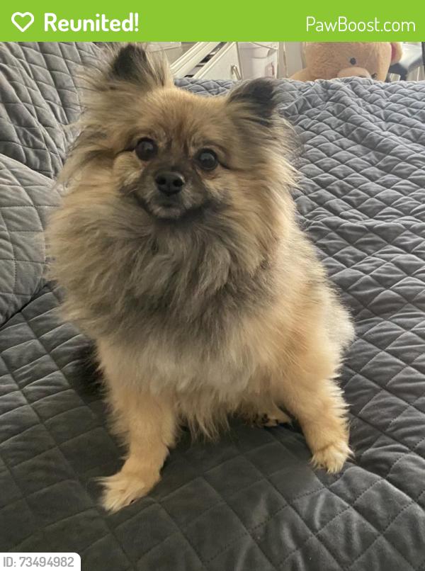 Reunited Male Dog last seen Near Firefly Road, Nashville, TN 37076