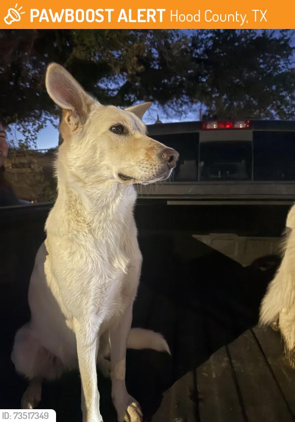 Found/Stray Unknown Dog last seen Stumpy’s Restaurant, Hood County, TX 76048