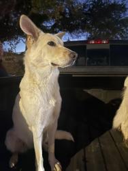 Found/Stray Unknown Dog last seen Stumpy’s Restaurant, Hood County, TX 76048