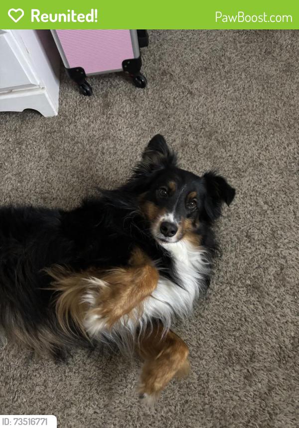 Reunited Male Dog last seen Hardwood Trail, Mesquite, TX 75150, USA, Mesquite, TX 75150