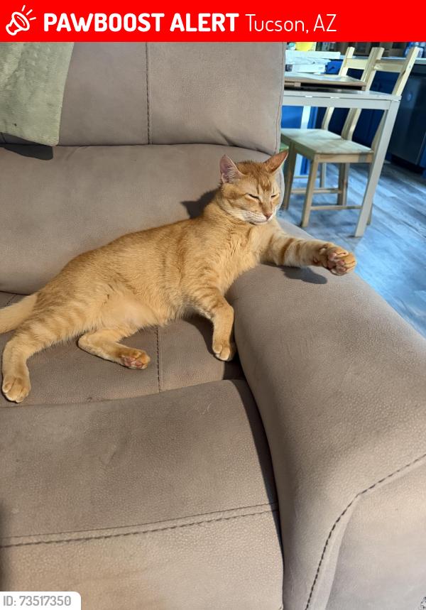 Lost Male Cat last seen Columbus and Valencia, Tucson, AZ 85706