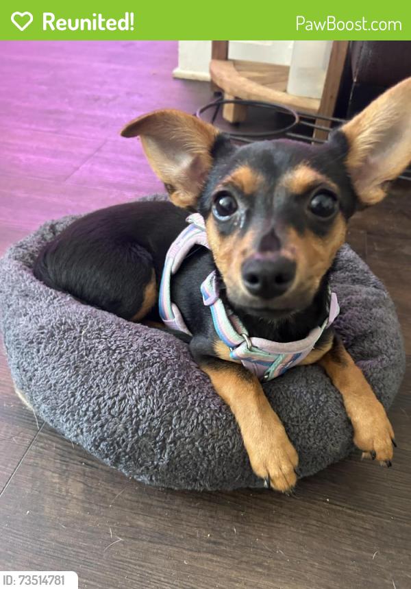 Reunited Female Dog last seen Mount Olympus, Los Angeles, CA 90046