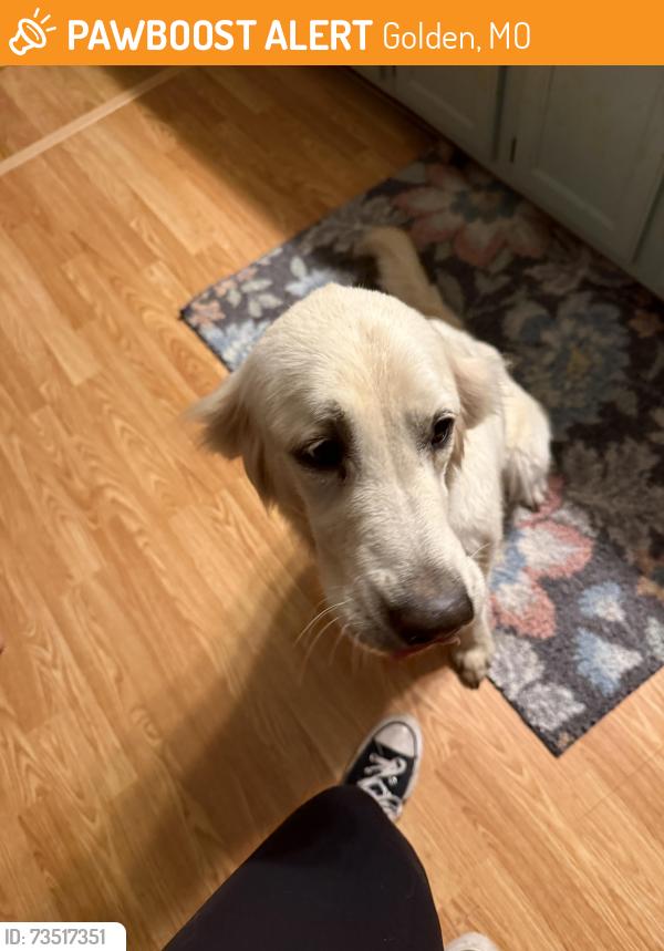 Found/Stray Female Dog last seen table rock lake, Golden, MO 65658