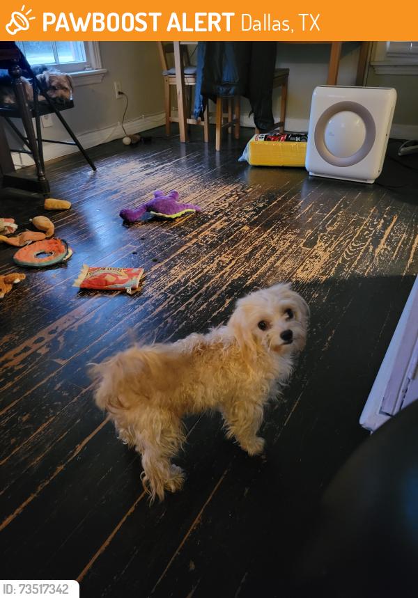 Found/Stray Female Dog last seen Near and 75 intersection/Cottonwood Creek Trail, Dallas, TX 75243