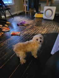 Found/Stray Female Dog last seen Near and 75 intersection/Cottonwood Creek Trail, Dallas, TX 75243