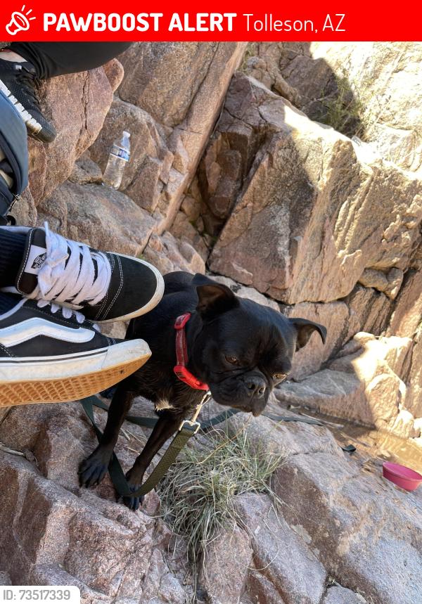 Lost Male Dog last seen Near th ave lower buckeye, Tolleson, AZ 85353