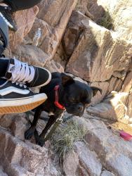 Lost Male Dog last seen Near th ave lower buckeye, Tolleson, AZ 85353