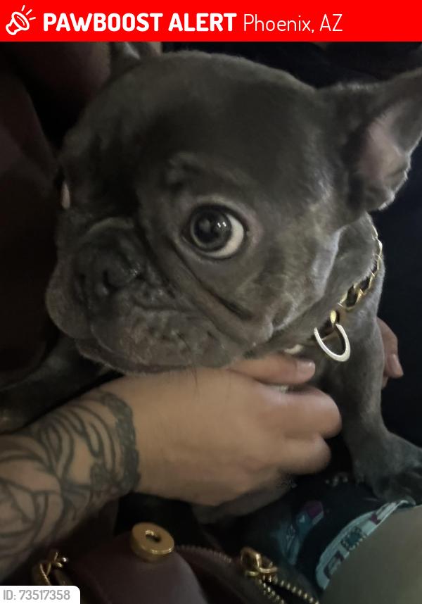 Lost Female Dog last seen 7th Ave., Broadway, Phoenix, AZ 85041