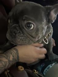 Lost Female Dog last seen 7th Ave., Broadway, Phoenix, AZ 85041