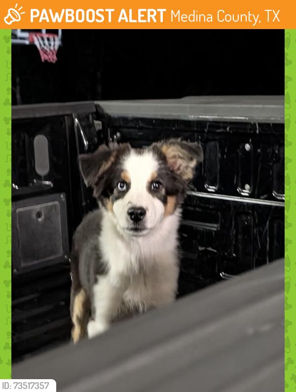 Found/Stray Female Dog last seen CR 6710, Medina County, TX 78052