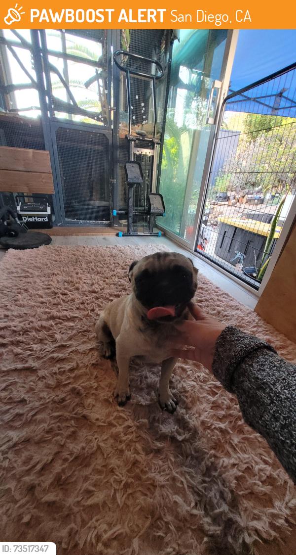 Found/Stray Female Dog last seen Klaubrer & Scimitar / Broadway & Scimitar, San Diego, CA 92114