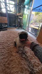 Found/Stray Female Dog last seen Klaubrer & Scimitar / Broadway & Scimitar, San Diego, CA 92114
