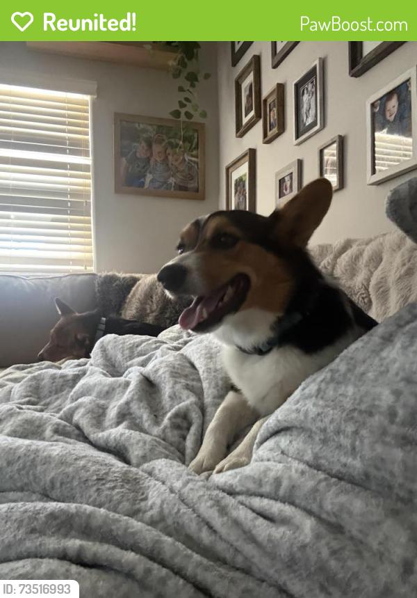Reunited Male Dog last seen Candelia Ave NW, Albuquerque, NM 87114