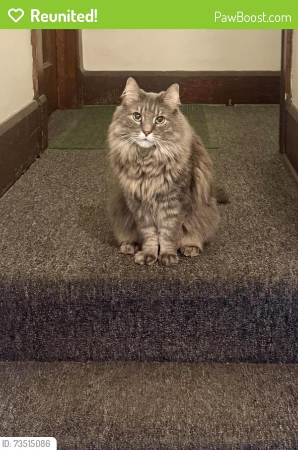 Reunited Male Cat last seen Washington and Quincy, Racine, WI 53405
