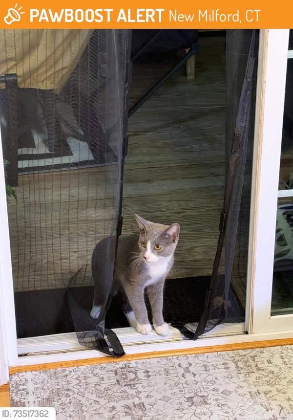 Found/Stray Female Cat last seen Route 109, New Milford, CT 06776