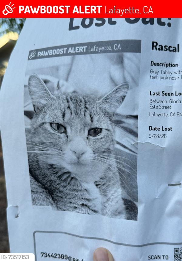Lost Unknown Cat last seen Del riio dr. Lafayette, Lafayette, CA 94549