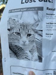 Lost Unknown Cat last seen Del riio dr. Lafayette, Lafayette, CA 94549