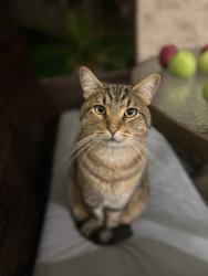 Reunited Male Cat last seen Swegle, Salem, OR 97301