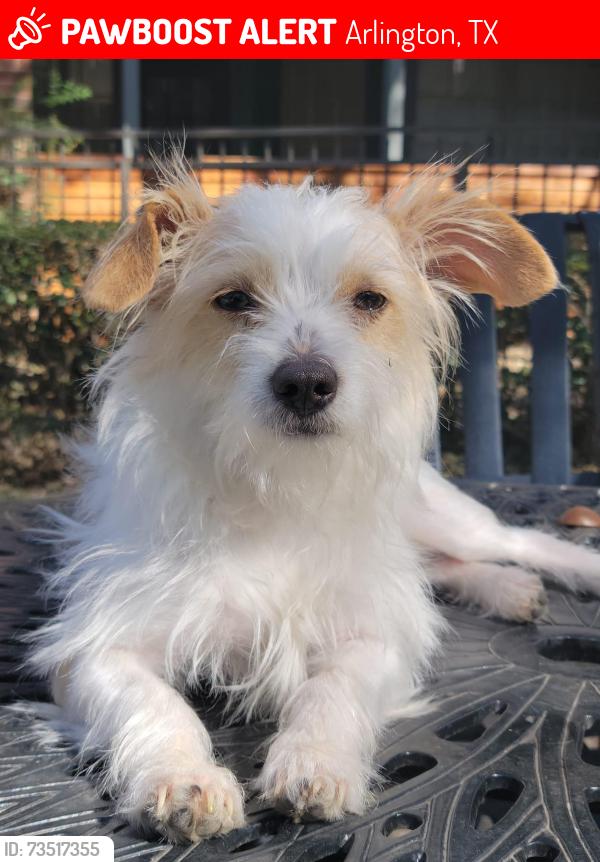 Lost Male Dog last seen By Limestone Drive close to timber view, Arlington, TX 76014