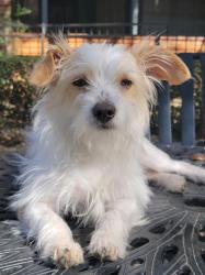 Lost Male Dog last seen By Limestone Drive close to timber view, Arlington, TX 76014