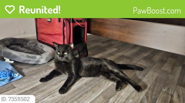 Reunited Male Cat last seen Arlington Blvd, Falls Church, VA 22042