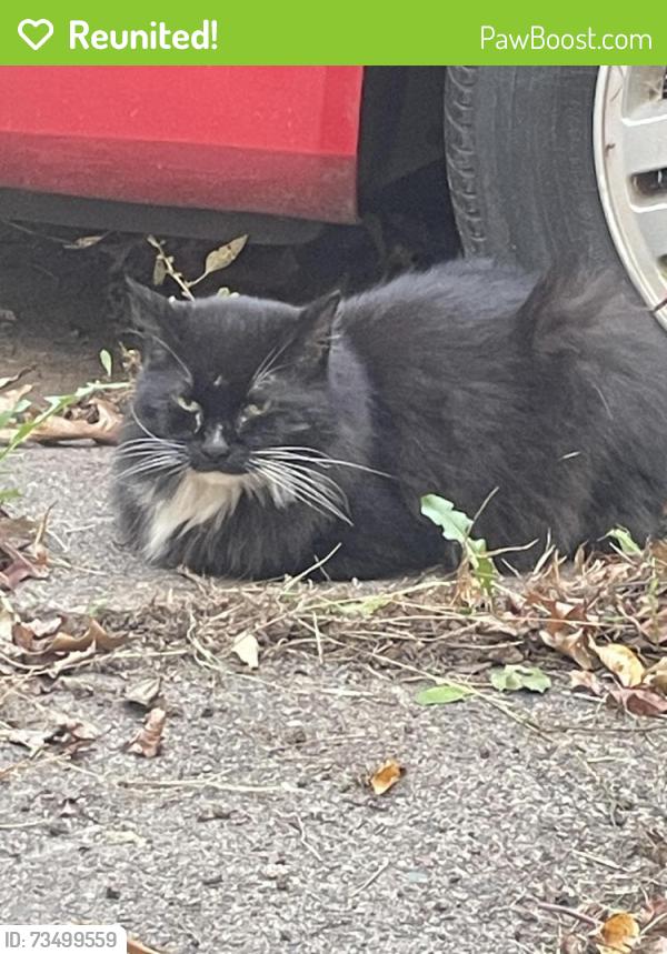 Reunited Unknown Cat last seen Nokomis and magnolia, Saint Paul, MN 55119