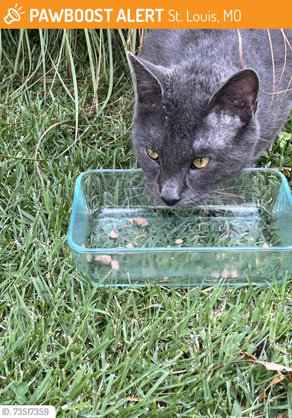 Found/Stray Unknown Cat last seen Jamieson & Willmore Rd, St. Louis, MO 63109