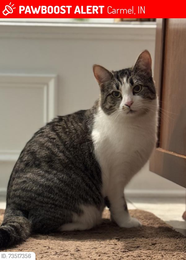 Lost Female Cat last seen Hazel Dell and 126th, Carmel, IN 46033