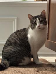Lost Female Cat last seen Hazel Dell and 126th, Carmel, IN 46033