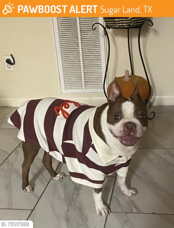 Found/Stray Male Dog last seen Jess Pirtle, Sugar Land, TX 77498