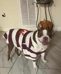 Found/Stray Male Dog last seen Jess Pirtle, Sugar Land, TX 77498