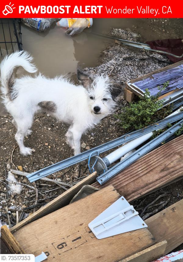 Lost Female Dog last seen Prairie rd, Wonder Valley, CA 92277