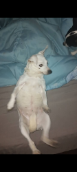 Lost Female Dog last seen Regal court, Lawrenceville, GA 30045
