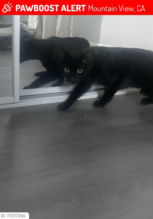 Lost Female Cat last seen Ayala and Balboa, Mountain View, CA 94041