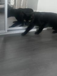 Lost Female Cat last seen Ayala and Balboa, Mountain View, CA 94041