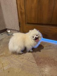 Reunited Unknown Dog last seen Paso Robles, Irvine, CA 92602