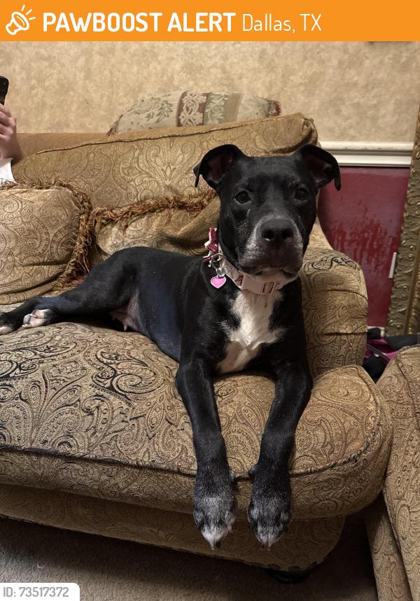 Found/Stray Female Dog last seen Uptown, Dallas, TX 75201