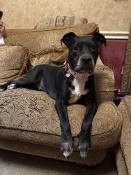 Found/Stray Female Dog last seen Uptown, Dallas, TX 75201