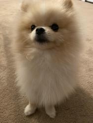 Reunited Male Dog last seen 31st Street, Odessa, TX 79762