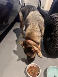 Reunited Female Dog last seen By Horizon elementary, Kent, WA 98042