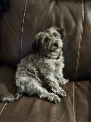 Lost Female Dog last seen Pottery Road Pottery Gallery, Seagrove, NC 27341