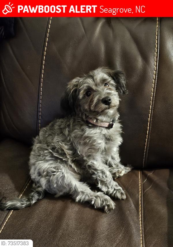 Lost Female Dog last seen Pottery Road Pottery Gallery, Seagrove, NC 27341