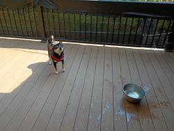 Reunited Male Dog last seen Lucky shots pickelball, Minneapolis, MN 55418