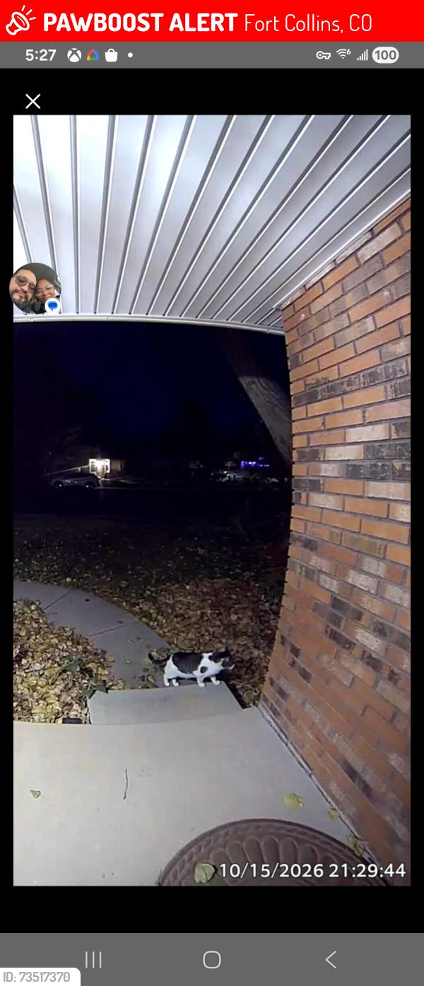 Lost Male Cat last seen Neighborhood area around hses, Fort Collins, CO 80525