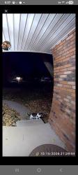 Lost Male Cat last seen Neighborhood area around hses, Fort Collins, CO 80525