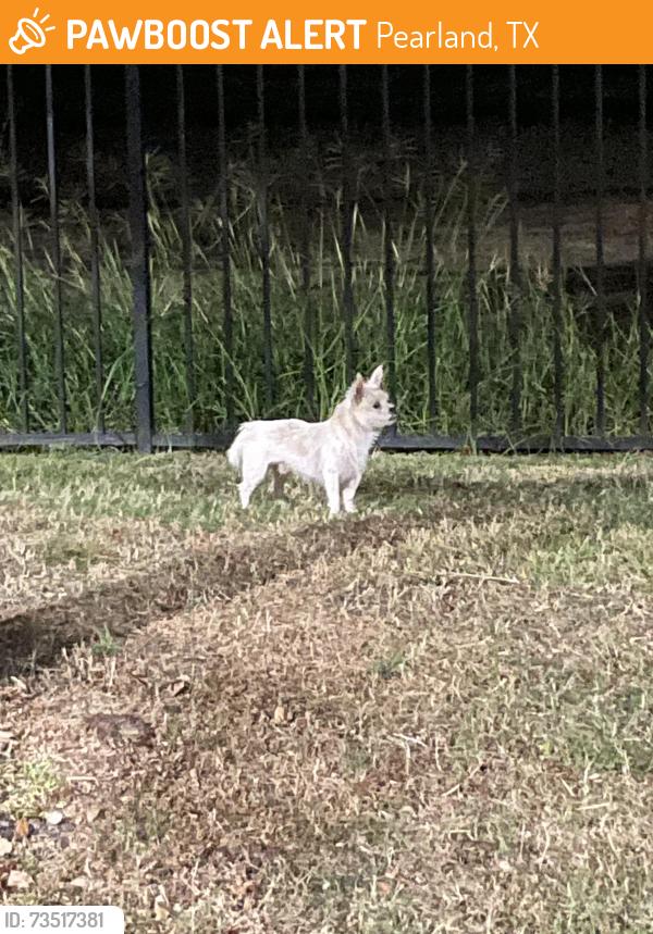 Found/Stray Male Dog last seen In the apmt complex, Pearland, TX 77584