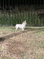 Found/Stray Male Dog last seen In the apmt complex, Pearland, TX 77584