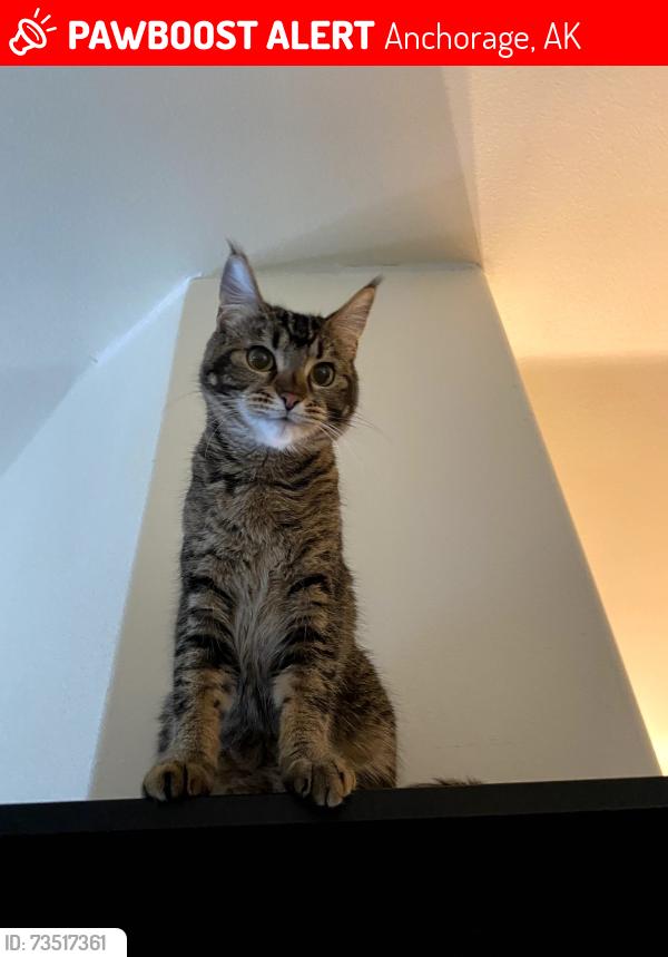 Lost Female Cat last seen Image Dr near Boniface Pkwy and Tudor Rd, Anchorage, AK 99504