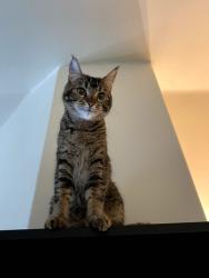 Lost Female Cat last seen Image Dr near Boniface Pkwy and Tudor Rd, Anchorage, AK 99504