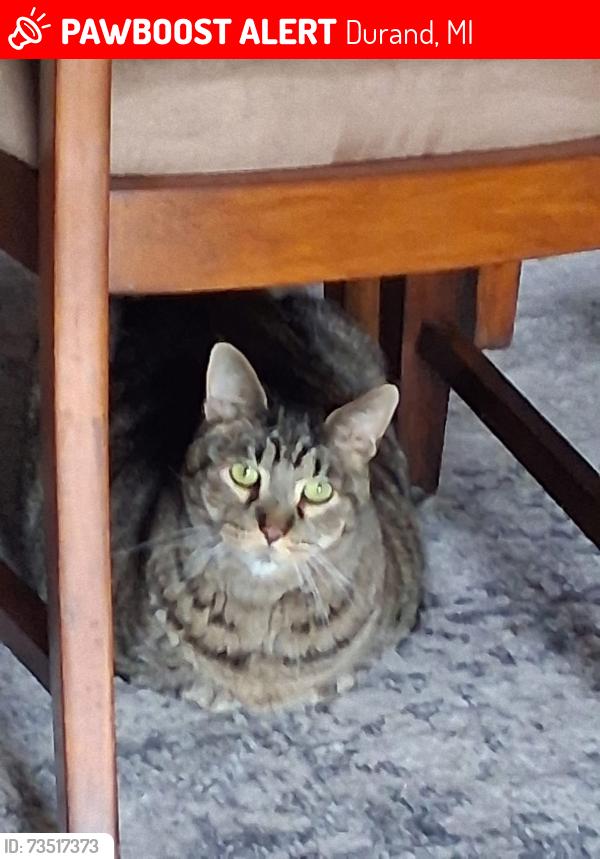 Lost Male Cat last seen Corner of Mercer and tuscola st in Durand mi, Durand, MI 48429